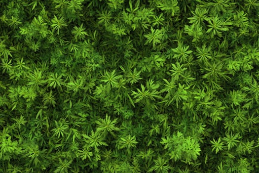 Green Marijuana Plants Growing Extensively in a Dense Pattern Background photo