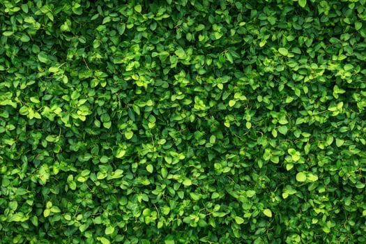 Green Leaf Wall Background Texture Surface for Garden Design Projects photo