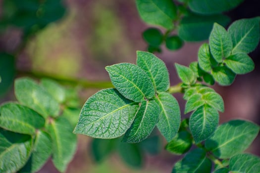 Healthy potato plant with broad green leaves and robust stems, growing in a fertile farming environment. photo