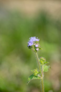 A close-up view of Ageratum houstonianum, or Bluemink, displaying its intricate blue flower details. photo