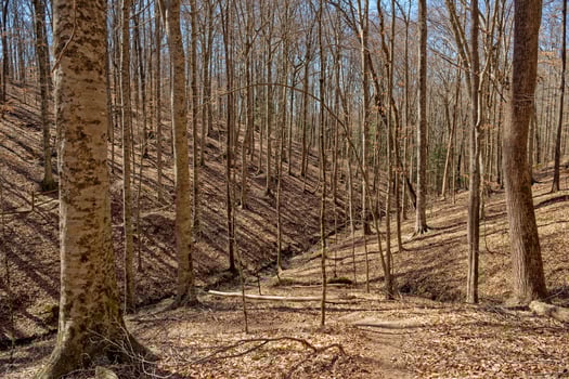 Creek in the middle of the forest photo