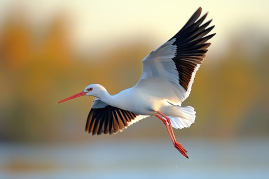 Majestic white stork gliding over water at sunset photo