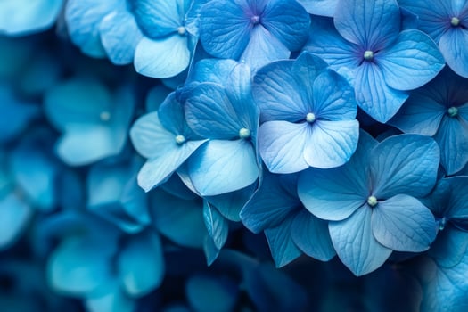 Vibrant blue hydrangea blossoms create a captivating floral backdrop .. photo