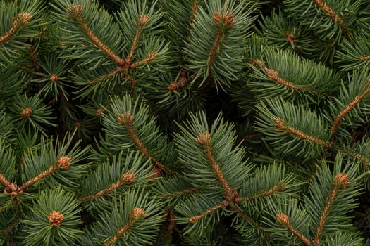Close Up View of Green Spruce Tree Branches and Needles photo