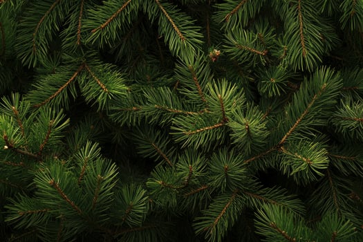 Close Up of Evergreen Tree Branches with Fresh Green Needles photo
