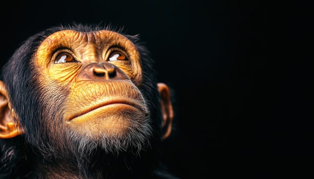 Curious chimpanzee gazes upward nature background close-up photography photo