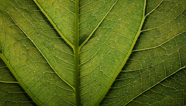 Close-up View of Intricate Green Leaves Showcasing Their Detailed Textures and Patterns in Natural Light photo