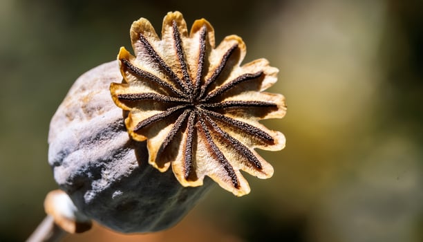 Close-up View of a Dried Poppy Seed Head Showcasing Intricate Details in Late Summer Sunlight photo