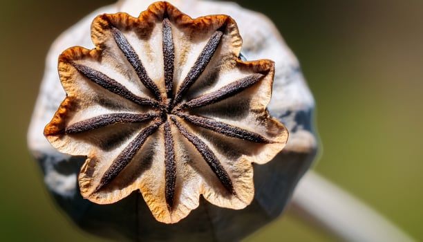Lovely Close-Up of a Dried Flower Seed Pod Showcasing Its Intricate Petal-Like Structure and Natural Textures in Soft Light photo