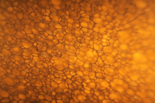 Domestic kitchen ,sponge under the microscope. Close up view photo