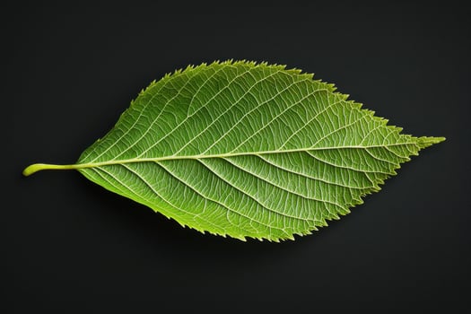 Birch Leaf - A triangular, serrated leaf with a glossy surface, pointed with a slightly jagged edge, turning yellow in fall and growing on slender, papery-barked trees photo