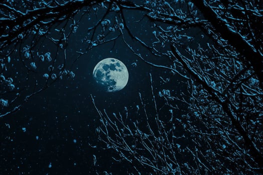 Full Moon Shining in Night Sky with Snow Covered Branches photo