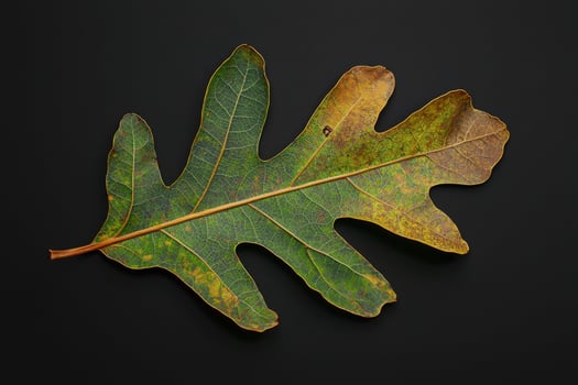 Sassafras Leaf - A unique leaf that comes in three distinct shapes, can be oval, mitten-shaped, or three-lobed, turning bright orange and red in fall photo