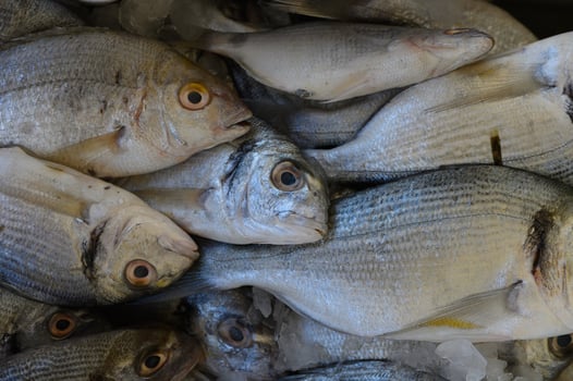 Freshly caught fish piled together in a vibrant market showcasing local seafood delicacies photo