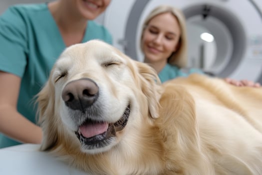 Two veterinarians are gently preparing a relaxed golden retriever for an MRI procedure. The setting emphasizes the importance of animal healthcare and diagnostic imaging for pet well-being photo