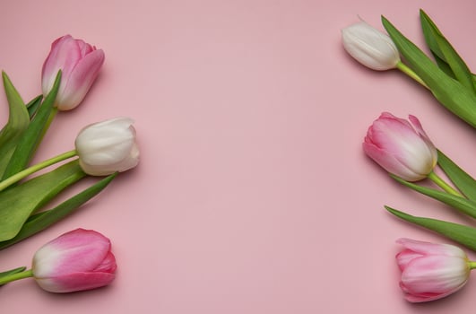Pink and white tulips framing a pink background for spring celebrations photo