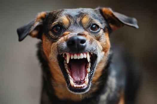 Angry dog showing teeth and growling dangerously photo