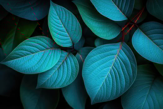 Vibrant turquoise leaves creating lush natural background photo