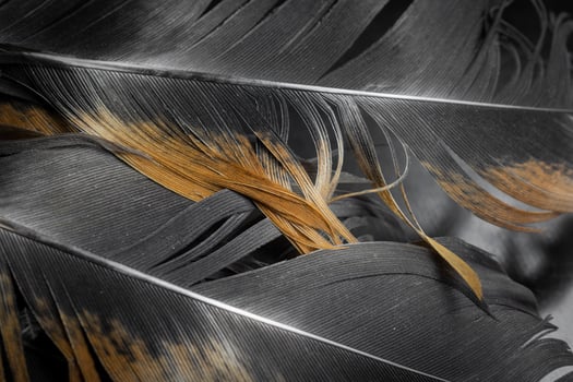brown hen feathers. background. photo