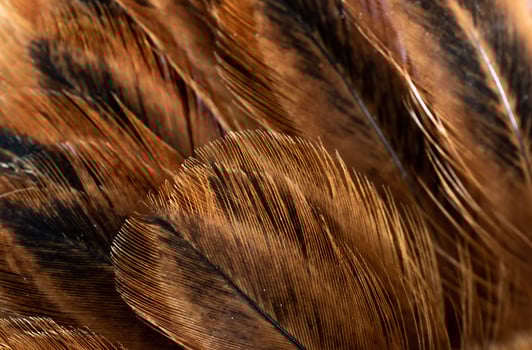 brown hen feathers, background photo