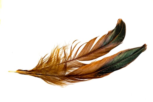 black and brown feathers of a rooster. photo