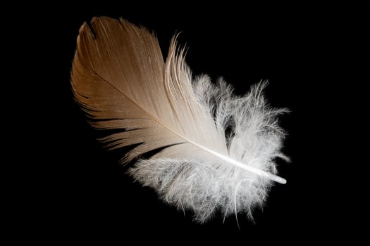 brown feathers of a hen isolated photo
