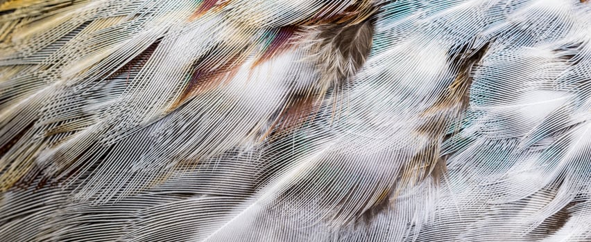 background colored pheasant feathers photo
