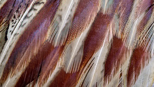 pheasant feathers background photo