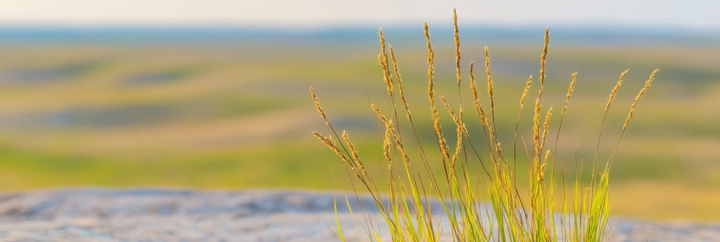 Golden grass stalks swaying in the wind against blurred natural background photo