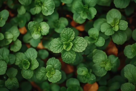 A fresh overhead view of a mint bush, showcasing its vibrant green leaves in full detail. The lush greenery creates a refreshing and natural atmosphere, perfect for highlighting photo