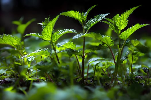 Fresh peppermint plants growing in a garden with vibrant green leaves, captured with selective focus and shallow depth of field for a natural and refreshing look photo