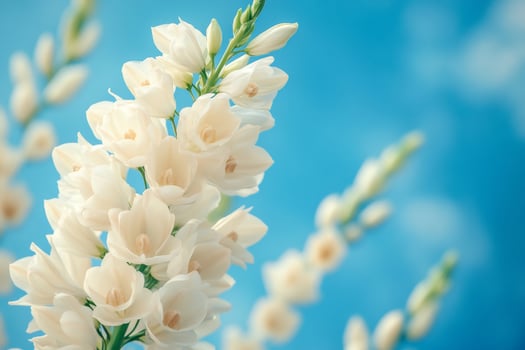 White flowers blooming under blue summer sky photo