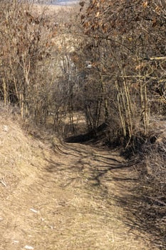 Winding dirt road leading into a forest in early spring photo