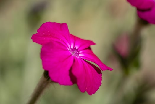 Bright pink dusty miller flower blooming in summer garden photo