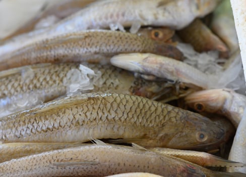 Fresh catch of the day displayed in a bustling market as fishermen prepare for a busy afternoon ahead photo