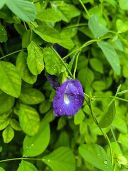 Clitoria ternatea or Butterfly pea or telang flowers can be made into a tea drink which is beneficial for health photo