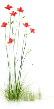 Red flowers on a white background photo