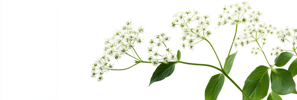 A plant with white flowers on a white background photo