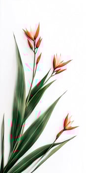 Bird of paradise flowers on white background photo