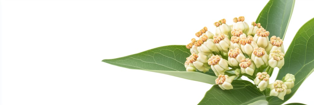 A close up of a plant with flowers photo
