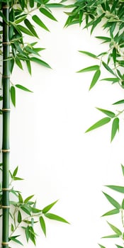 Bamboo frame with green leaves on white background photo