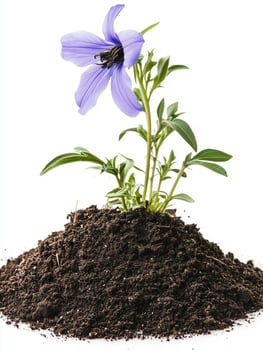 A purple flower growing out of a pile of dirt photo