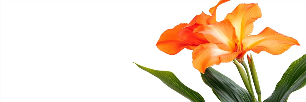 Photorealistic Canna Lily, copy space flower, isolated on white Canna Lily photo