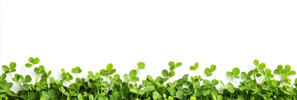 Photorealistic Clover, copy space plant, isolated on white Clover photo