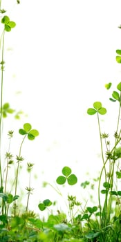 A green field with clover leaves and grass photo
