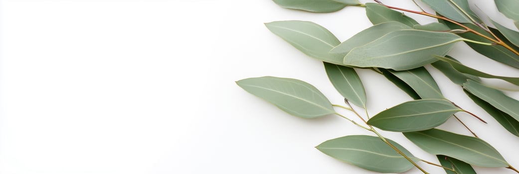 Eucalyptus species with white space, photorealistic Eucalyptus species plant, isolated on white Eucalyptus species photo