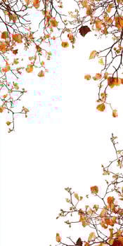 Autumn leaves on a branch photo