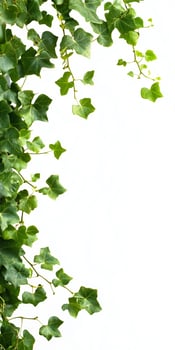 A green ivy plant with leaves on a white background photo
