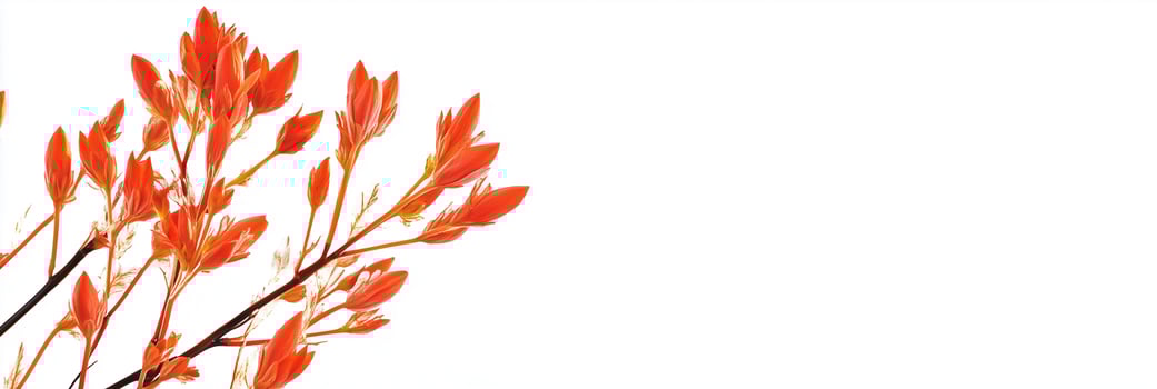 Photorealistic Kangaroo Paw, copy space flower, isolated on white Kangaroo Paw photo