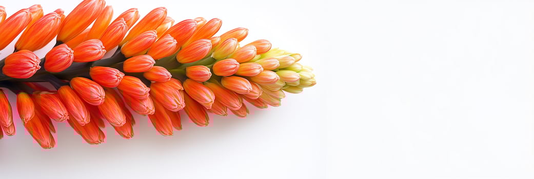 A close up of a flower with orange petals photo
